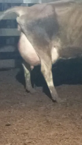 Vacas de leite jersey