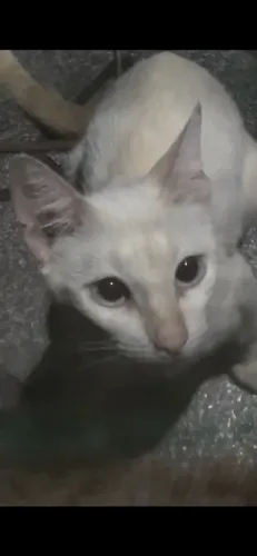Gato de raça Khao Manee