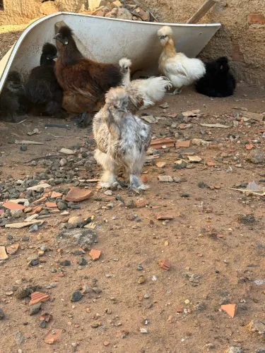 Casal de sedosa japonesa