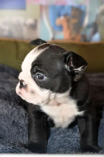 BullDog Inglês |Não perde tempo, chama no WhatsApp