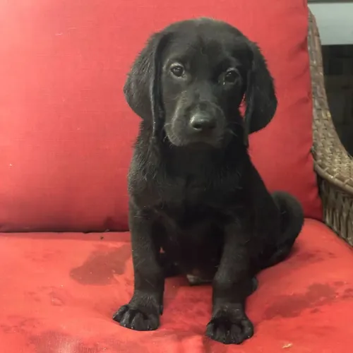 Labrador Retriever/ Excelente padrão