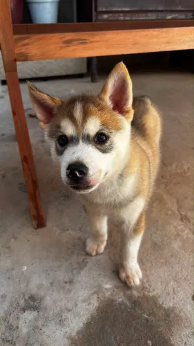 Filhote de Husky Siberiano  