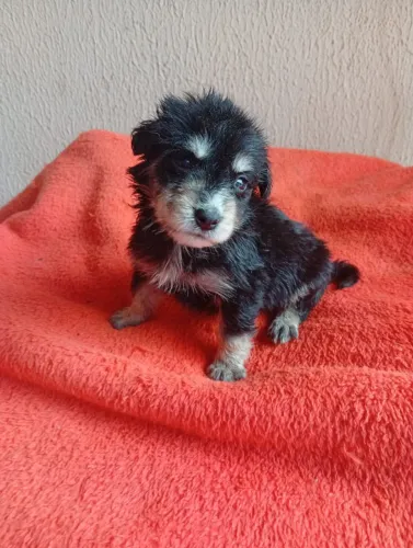 poodle x york mini dos pequenos 