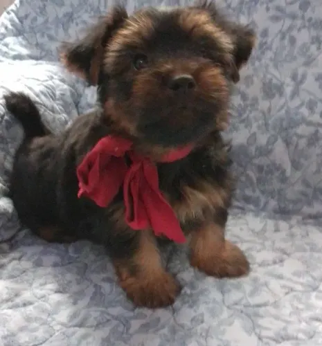Yorkshire Terrier - Doação Responsável 