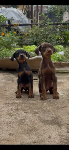 Filhote de Doberman
