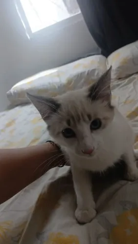 ADOÇÃO RESPONSÁVEL: Gatinha Fêmea de 3 Meses procura um lar cheio de amor.