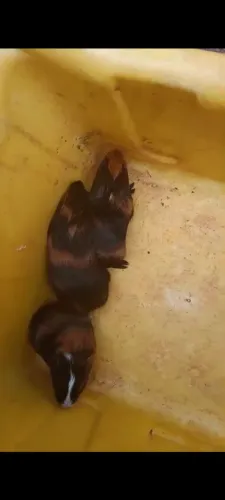 Porquinho da índia 