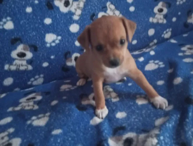 cachorrinha pinscher tipo 2