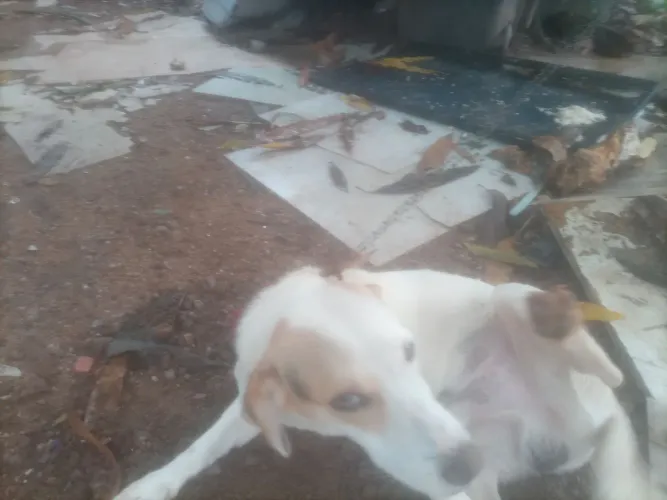 Cachorro brabo esse não fica um rato no quintal ele pega 
