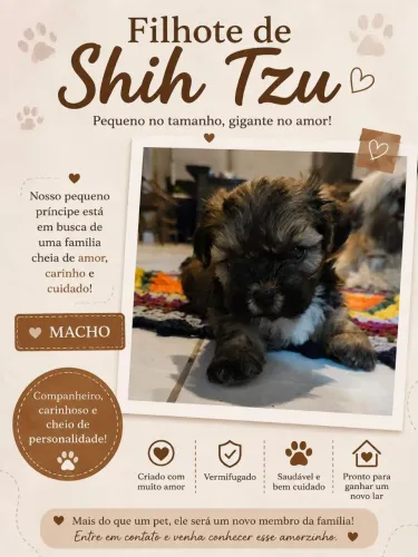 Shitzu macho