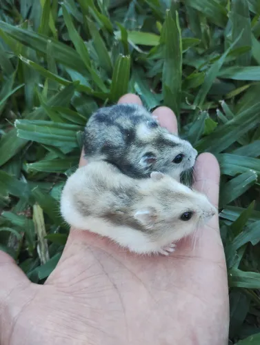 Hamster anão russo ou chinês 