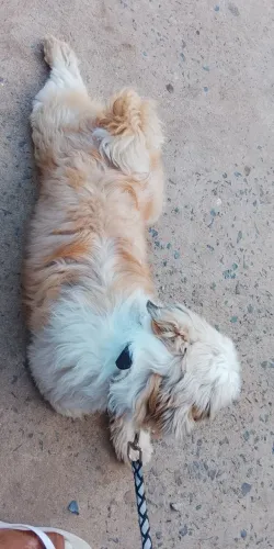 Cachorro