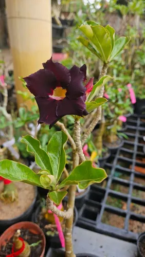 Rosa do deserto Pinot   Noir.