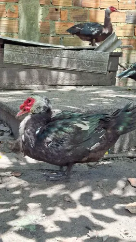 PATARRÃO CAIPIRA PRO CÍRIO