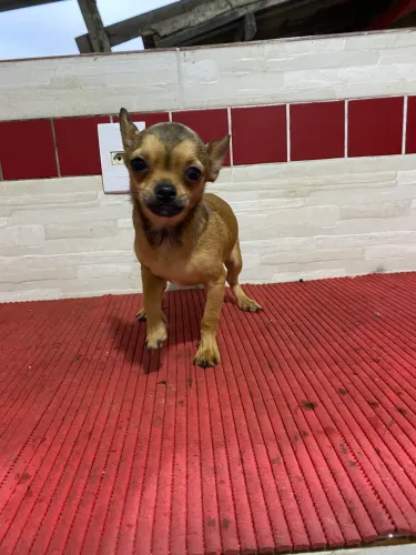 Chihuahua