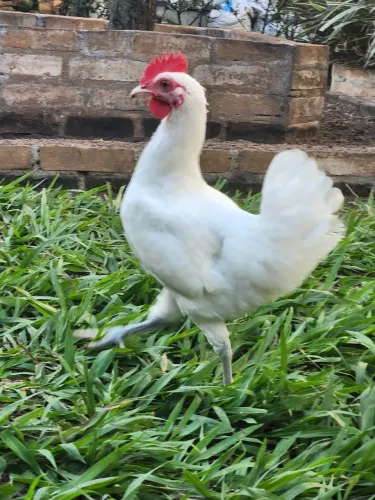 Frangos Garnizé