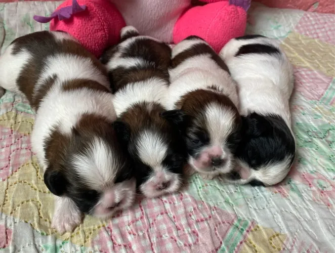 SHIH-TZU