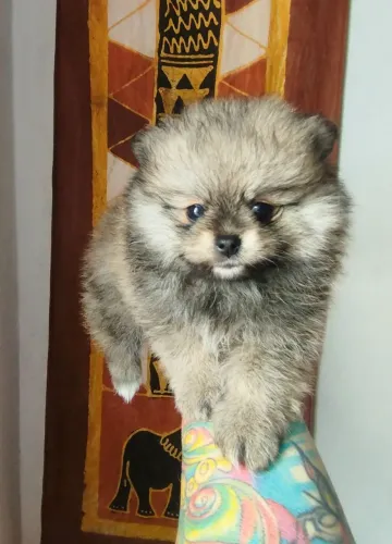  Fêmea de Lulu da Pomerãnea 