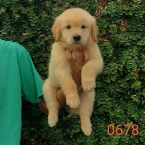Filhote Golden Retriever, Pequenos, fofos e cheios de amor para compartilhar!