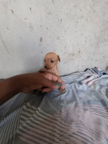 Piche zero fêmeas disponíveis