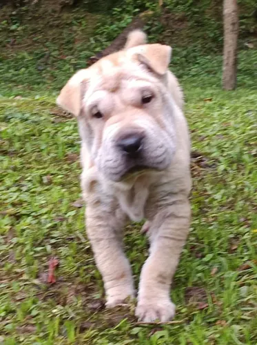 Belíssimo filhotes Sharpei Último macho 
