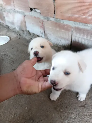 Filhotes de rask siberiano pra vender 500$