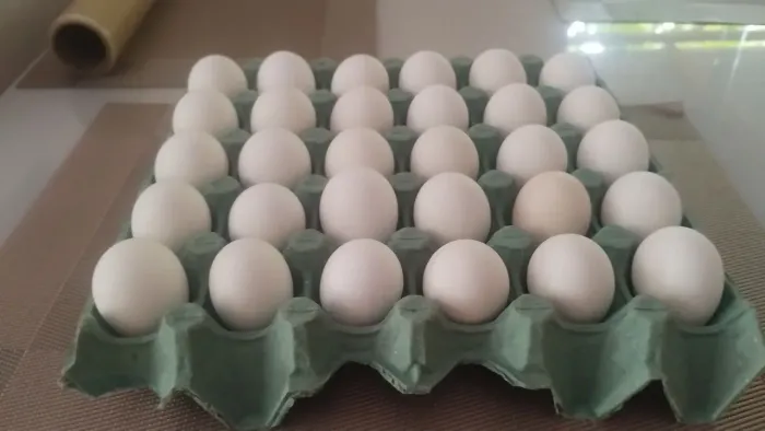 Venda galinha poedeiras, pico de produção 