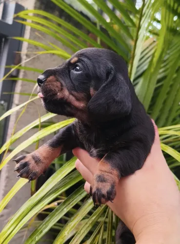 Femea daschund salsicha