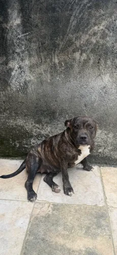 American Bully
