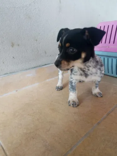 FILHOTES DE PINSCHER COM SALSISHA