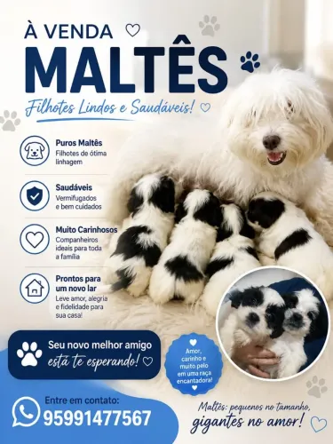 Filhote de maltês