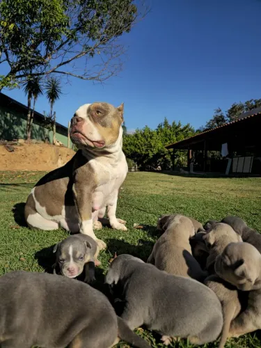 Filhotes American Bully