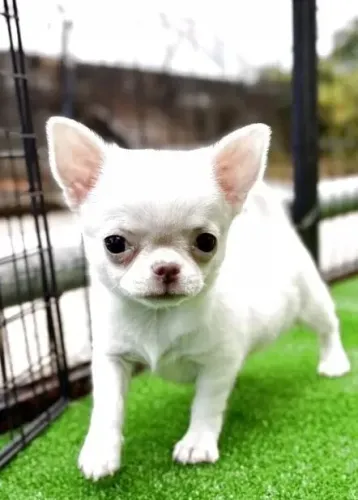 Filhote de cachorro Chihuahua muito dócil e linhagem selecionada