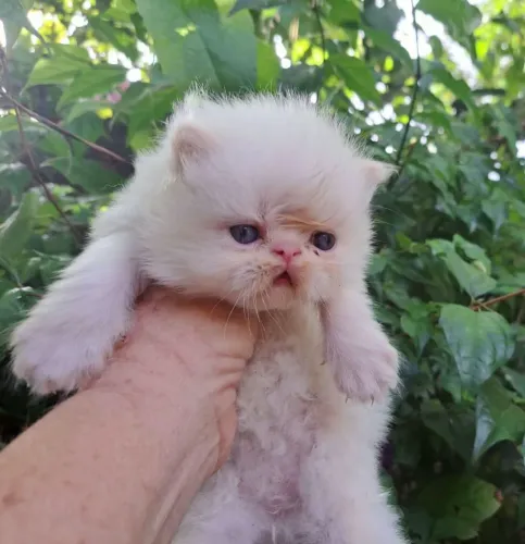 Vendo Filhotes de Gato Persa (macho e fêmea)
