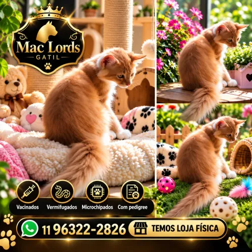 Maine Coon Fêmea Red