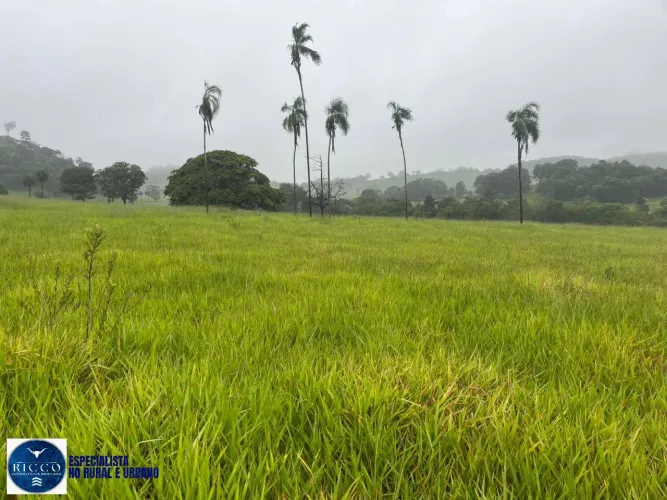 Chácara à Venda em Taquaral de Goiás 1 Alqueire e 19 Litros Terra Plana