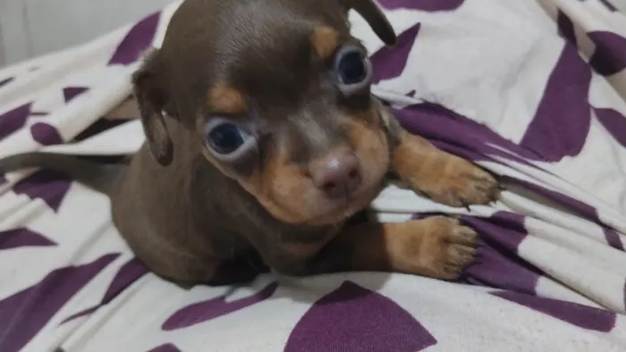 Cachorro Pinscher