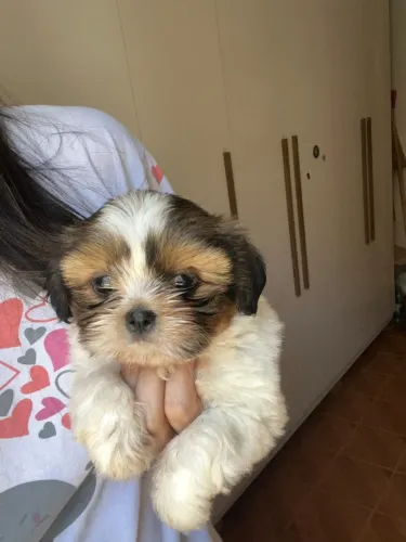 Vendo shih tzu fêmea 