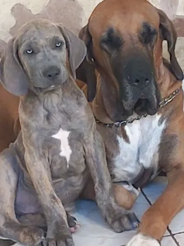 Fila brasileiro