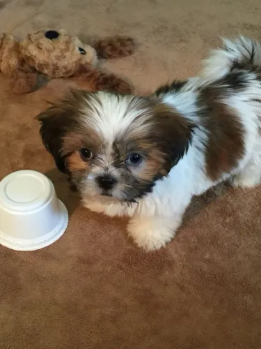 Lhasa Apso raça para criança e apartamento