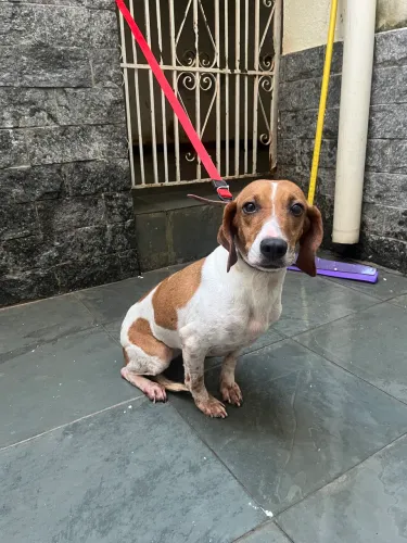 doação de cachorra castrada porte pequeno/medio