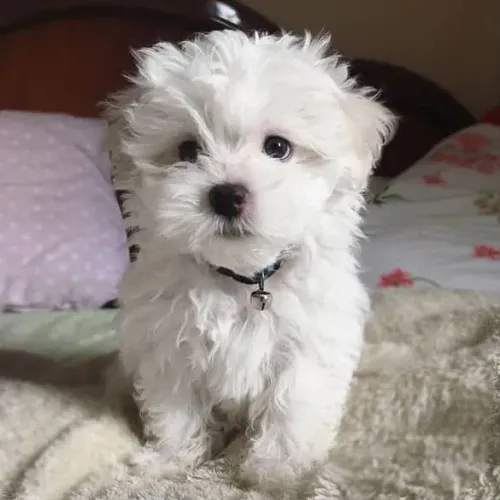 Filhote maltês, O amor incondicional tem quatro patas e está te esperando!