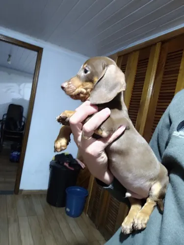 Dachshund chocolate