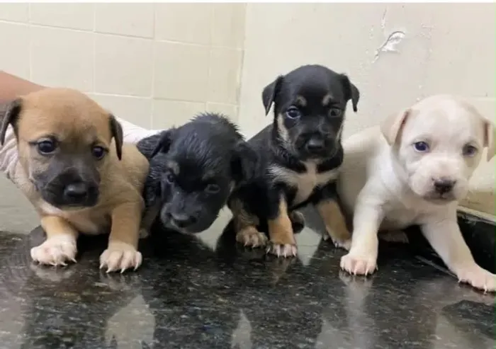 doação de pet