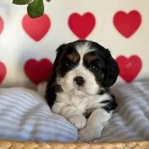 Cavalier King Charles Spaniel,Cavalier King Charles Spaniel Filhote Estrutura Perfeita Dis