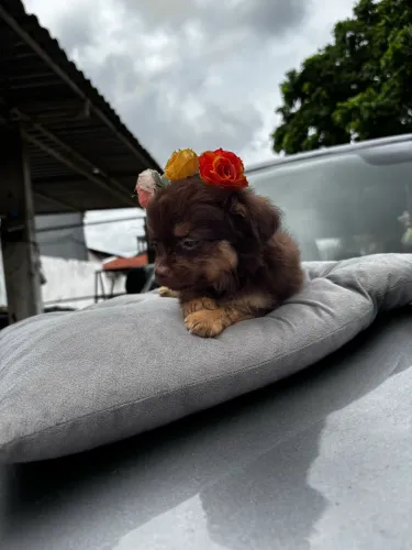 PROMOÇÃO! FILHOTE CHIHUAHUA FÊMEA PELO LONGO