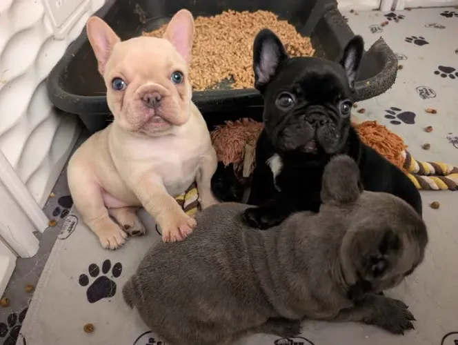 Bulldog francês 