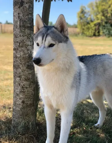 Viva grandes aventuras ao lado de um Husky cheio de energia e amor.