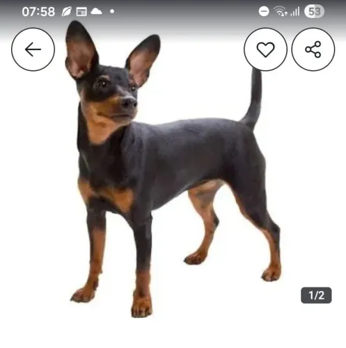 Queria comprar um pincher n1