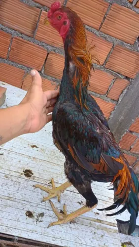Frango shamo